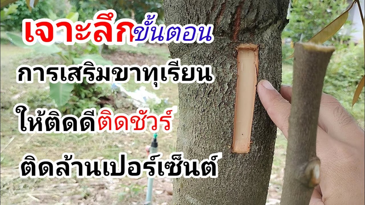 Ep298 เจาะลึกขั้นตอนการเสริมขาทุเรียนแบบละเอียดติดดีติดชัวร์ติดล้านเปอร์เซ็นต์