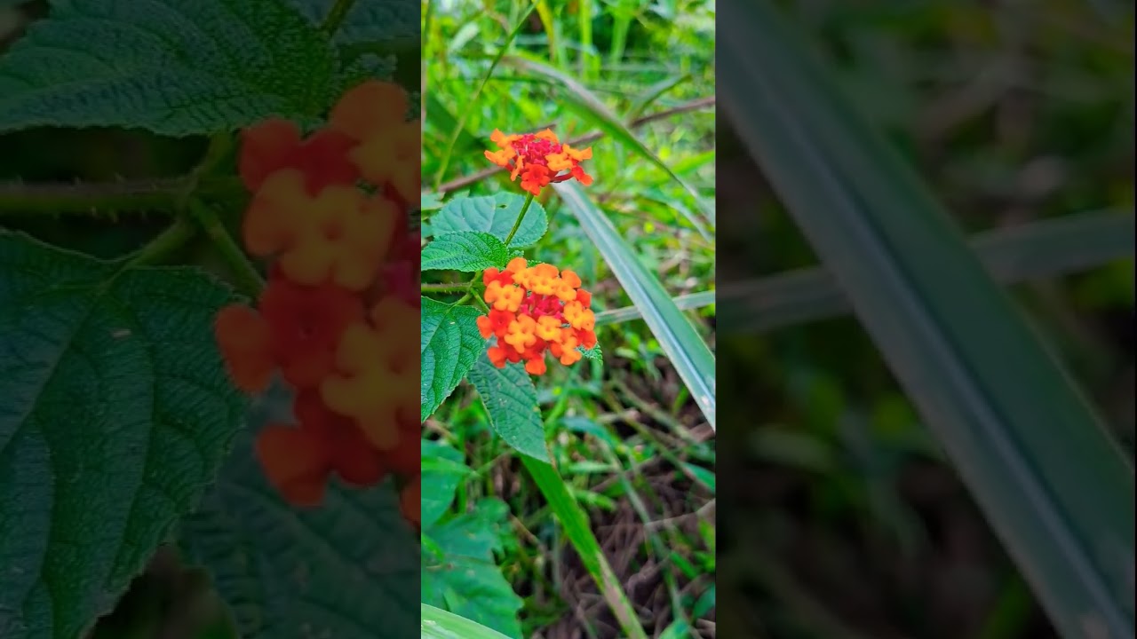 morning be happy #nature #flowers #channelrelaksasi