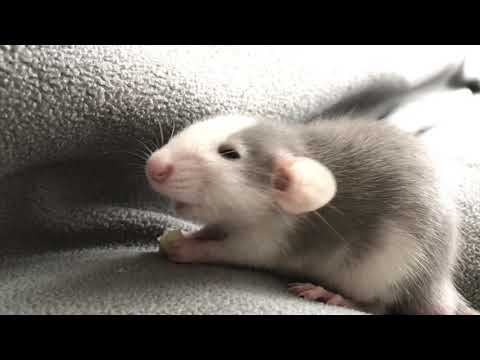 Крыса коля. Как сделать укол крысе. Крыса в форме полиции. Гималайский окрас крысы дамбо малыши окрас. Крыса коля.