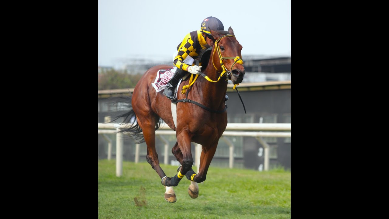 Clásico Snow Cort (Per) - Gaza Strip (Hi Happy)