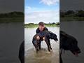 泥だらけの犬が大変身！簡単お手入れテクニック#survival #outdoorlife #camping