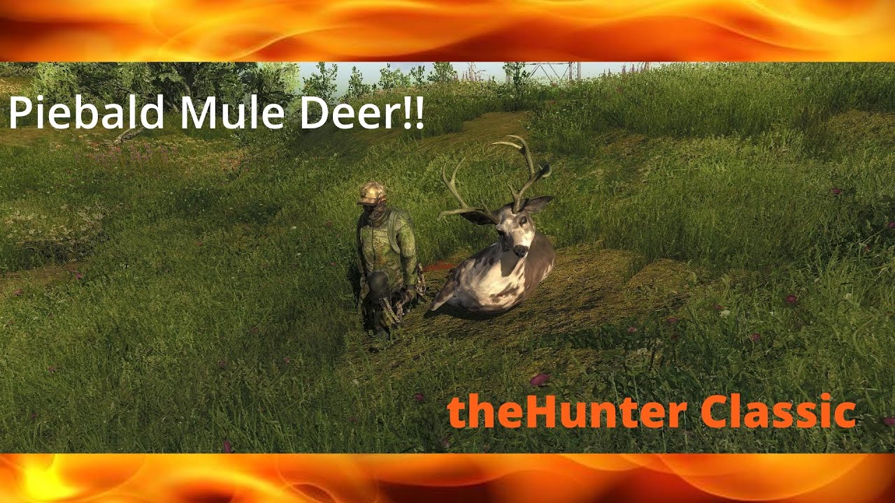 Piebald Mule Deer on Our Road to 190+ | theHunter Classic