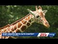Blank Park Zoo invites public to guess giraffe birth dates