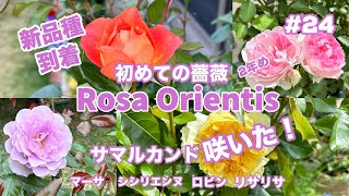バラ初心者】#24 ロサオリエンティスの新品種が届く🌱春バラ開花