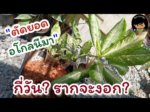 ผลสลากกินแบ่งรัฐบาล วันที่ 1 พย. 2567