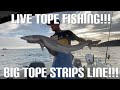 Live Lobster Fishing And Pollock Fishing Plus Huge Tope!!!!