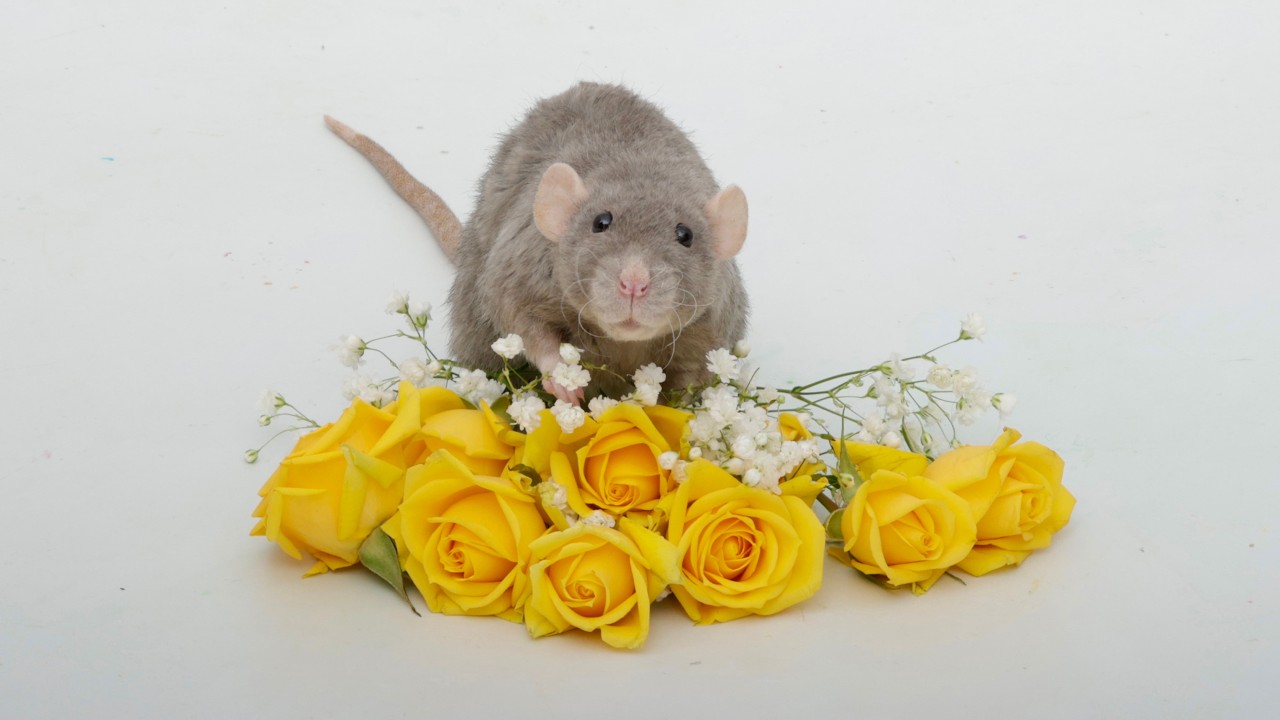 A tribute to my sweet rat Cinnamon - RIP sweet bean 💔 - YouTube