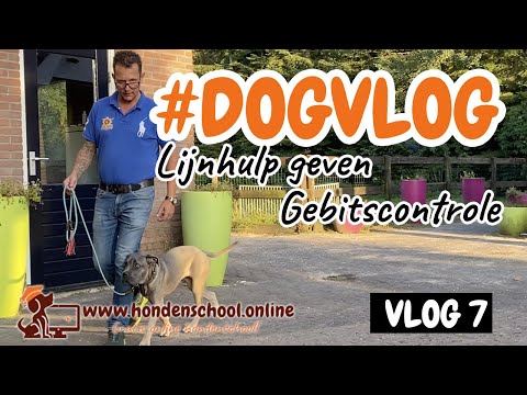 Video: 7 redenen waarom uw hond mogelijk aan het scouten is