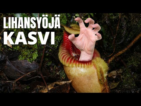 Video: Mitä havaintoja Darwin teki?