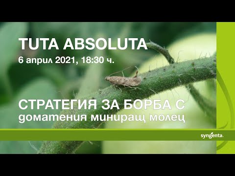 Tuta absoluta - стратегия за борба с доматения миниращ молец