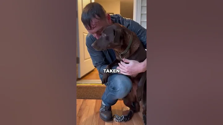 This Dog Was Stuck In A Tornado Until This Man Changed His Life...