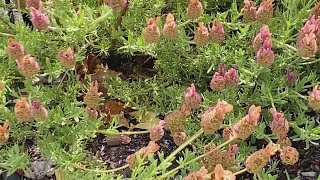 Aggressive yellowjackets reported in Contra Costa County
