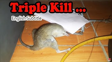 Top 10 Bẫy chuột hiệu quả nhất thế giới - Top 10 best rat traps - Top 10 Most effective rat traps