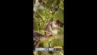 Fossil Evidence Reveals Ancient Squirrels Had Fangs and Hunted Like Predators #Shorts