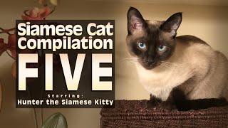 Siamese Cat Compilation FIVE