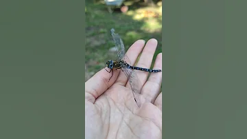 Кошка напала на огромную стрекозу