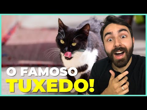 10 Fatos INCRÍVEIS Sobre Gatos PRETO E BRANCO!