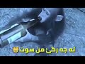 اخ زالم كجا زالمه ههههههههههههه