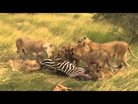 MASAI MARA 2015