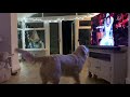 Opera Dog - Singing Dog - Queen of the Night - funny dog
