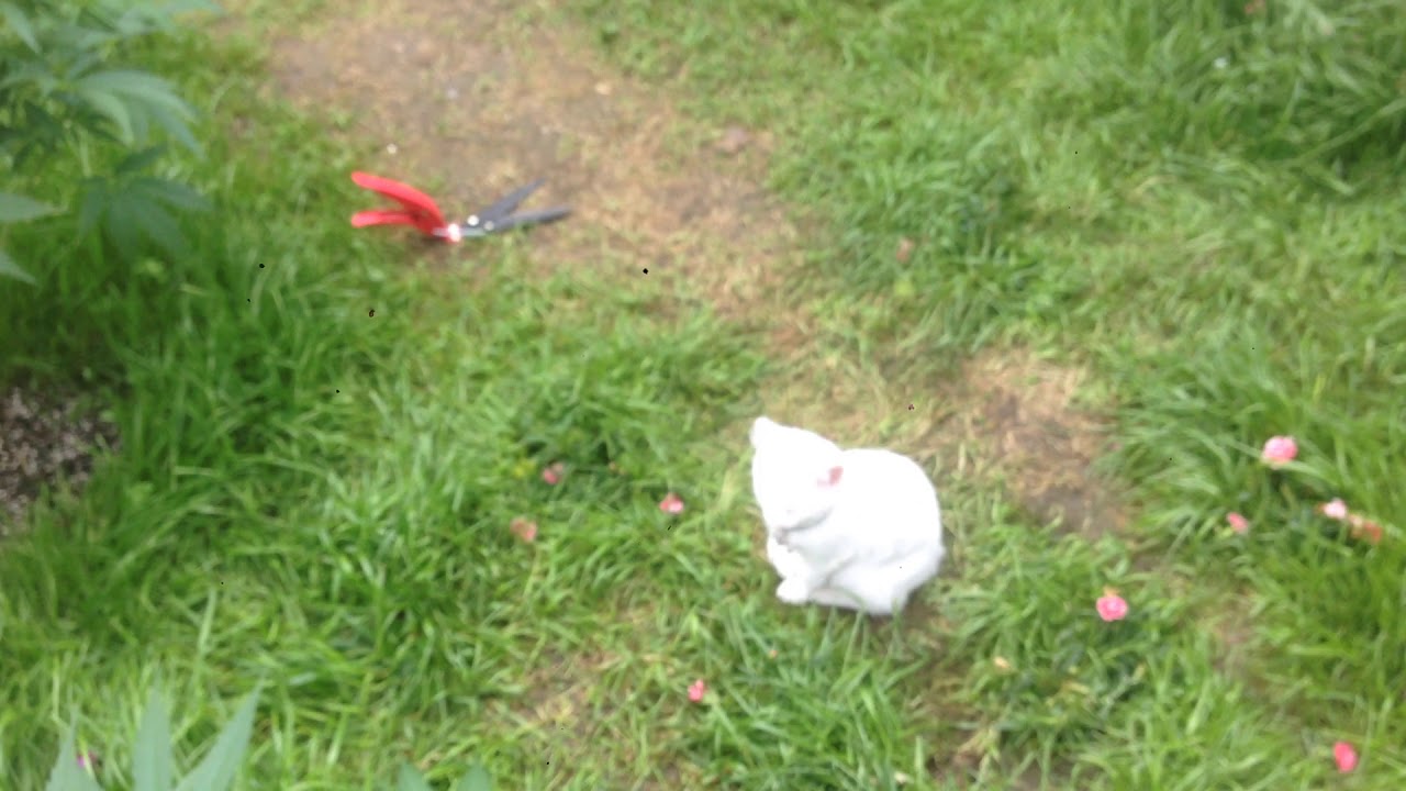 OUT DOOR GROW IRELAND