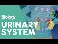 The urinary system  an introduction  physiology  biology  fuseschool