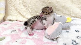 生後20日 毛づくろいしながらコロコロ転がっちゃう子猫【山菜兄妹#19】Kitten grooming.