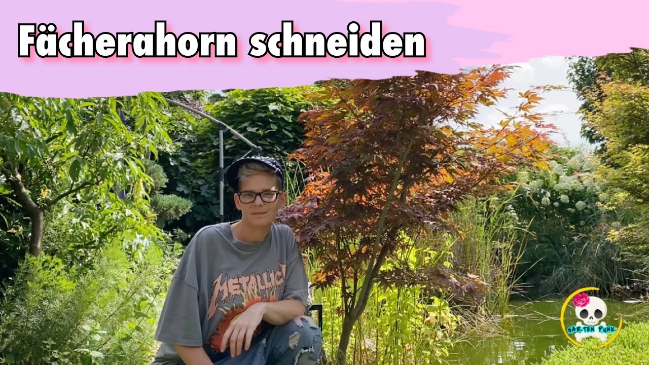 Fcherahorn schneiden ( zuknftiger kleiner Baum )