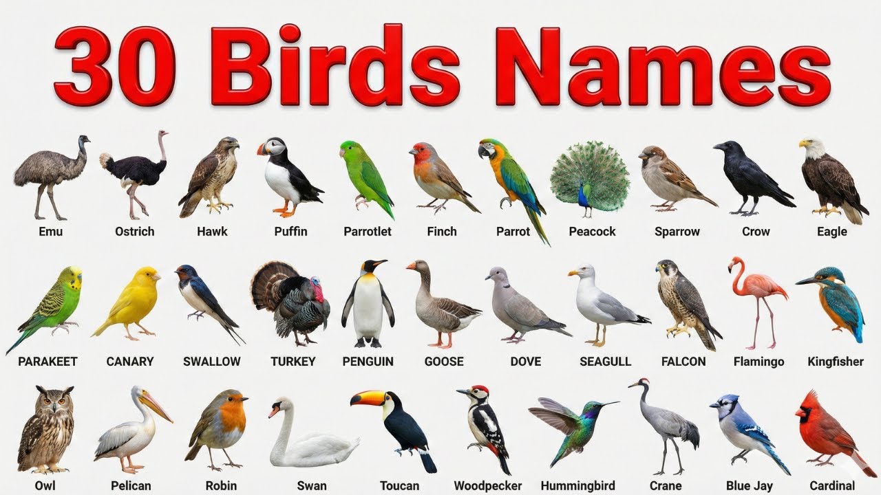 Birds Name in English and Hindi | 20 Birds for Kids | Learning Video 