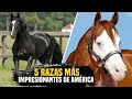Belleza velocidad y fuerza las 5 razas de caballos ms impresionantes de amrica caballos