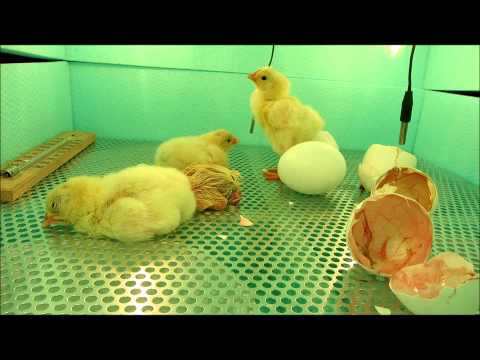 Video: Pasme Piščancev: Leghorn In Ruski Belci