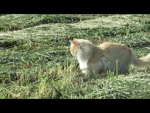 Как кот Рыжик ловил мышей. 2017 год