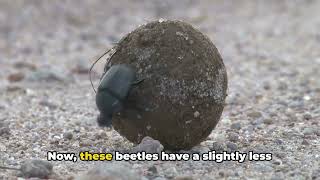 Beetle Mania: A Kid's Guide to the Insect World