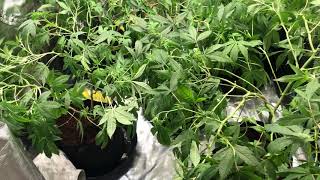 tent 1 update training for the scrog net