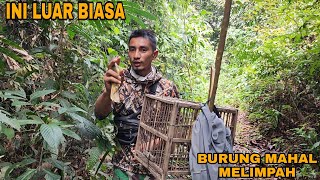 BURUNG MAHAL TAPI JINAK DAN MUDAH DITEMUKAN DI HUTAN INI