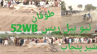 New video Bull Race Bail race 52WB وہاڑی جلسہBit Ka Jalsa,All Junabi Punjab K Bail۔23/07/2021