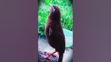 Thumbnail of Real Bird Sounds for Sleep & Focus | Birds Singing Without Music in the Forest | Soothing Nature