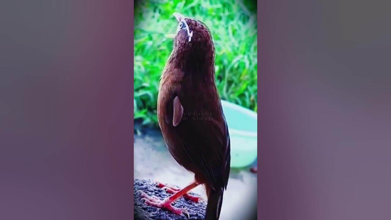 Real Bird Sounds for Sleep & Focus | Birds Singing Without Music in the Forest | Soothing Nature