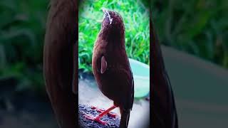 sounds Birds | bird noises to attract birds| bird calling sound |bird songs #3