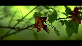 200D Magic Lantern - DWG Rec709 LUT test - 1920x818 RAW - H.265 export