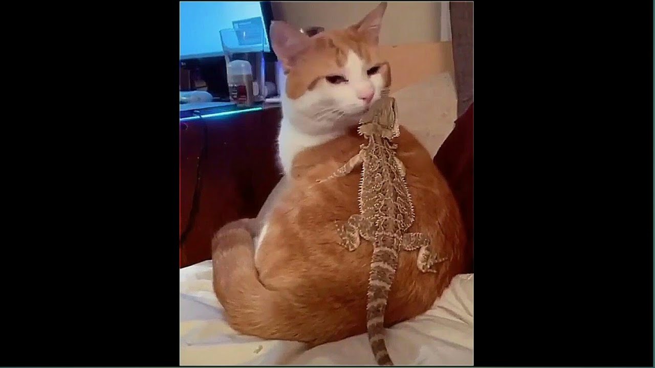 Unbelievable cat vs lizard YouTube