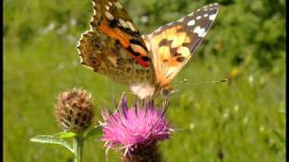 Miniatura de "London Symphony Orchestra - A gift of a thistle"