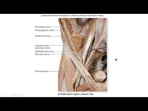 Video: Anatomie, Locatie En Functie Van De Linguale Zenuw - Lichaamskaarten