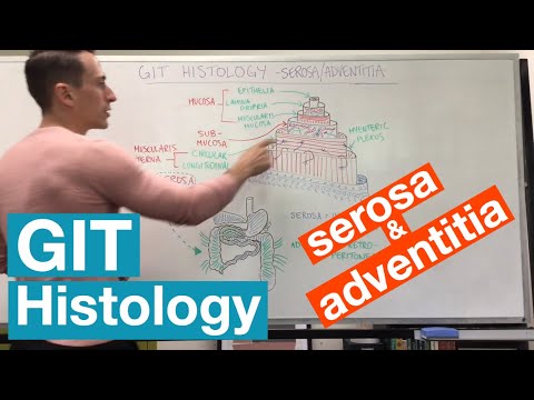 Serosa and Adventitia | GIT Histology