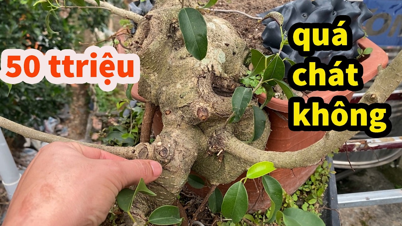 QUÁ ĐÃ Sanh Nam Điền Siêu Già Cây Liệu Có Được 50 Triệu 1 cây , Sung Bonsai Liệu Có Được Như này