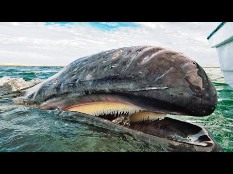 15 Walvissen Waarvan
