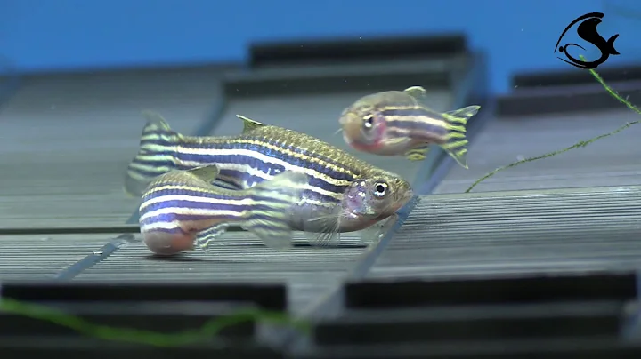 Breeding Zebra Danios