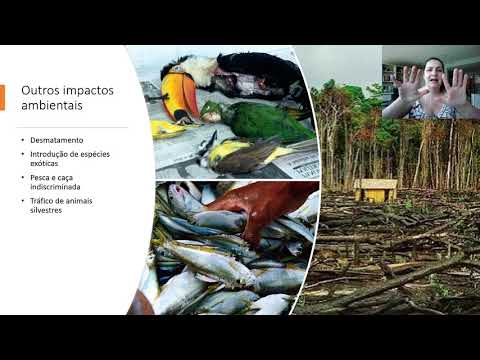 Vídeo: Como os humanos afetam negativamente a perturbação de vários ecossistemas?