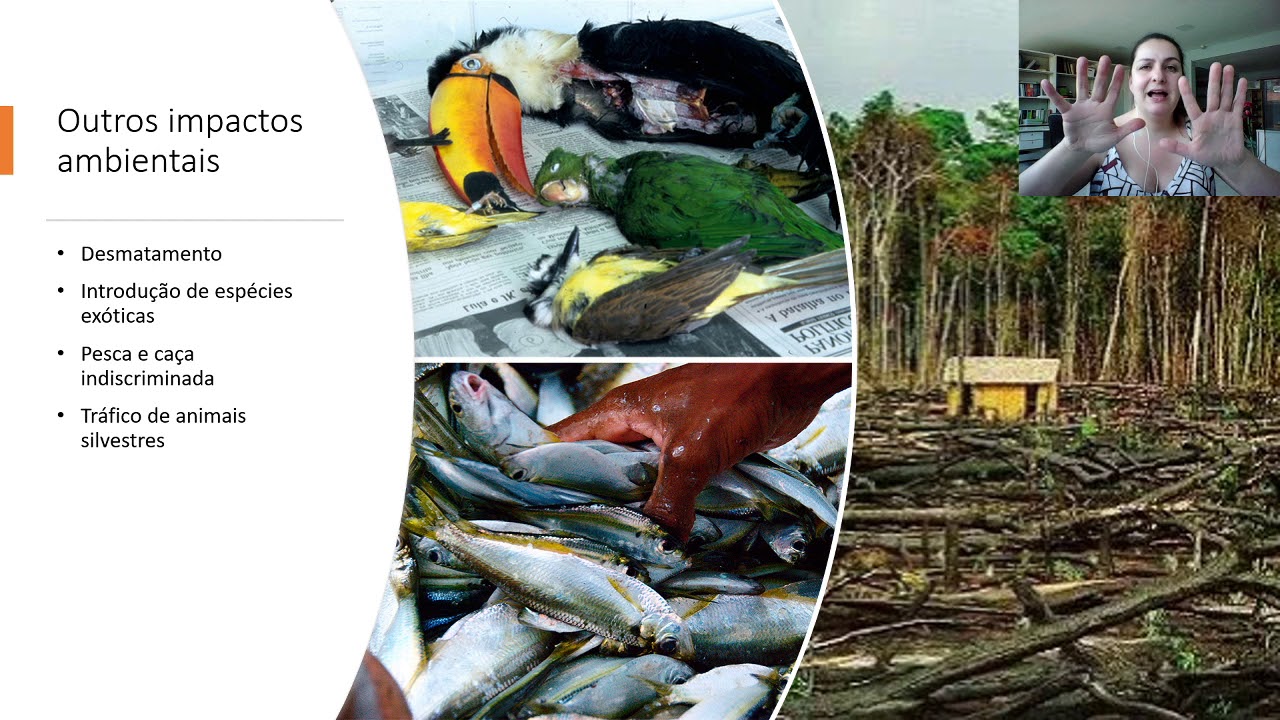 INTERVENÇÃO HUMANA NOS ECOSSISTEMAS - YouTube