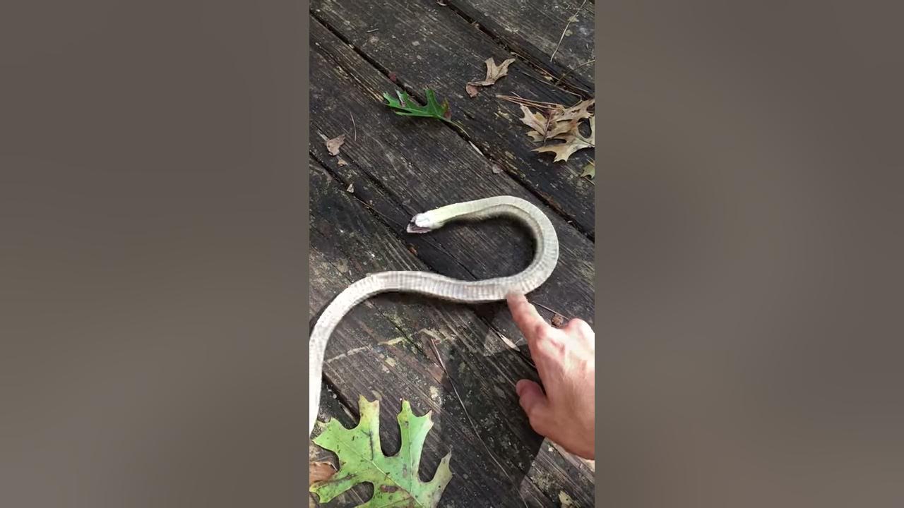 Watch This Snake Play Dead 